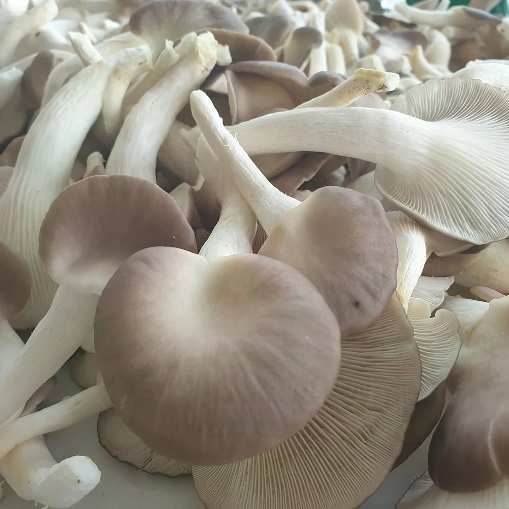 (HỘ KINH DOANH) TẠP HÓA THẢO NGUYÊN